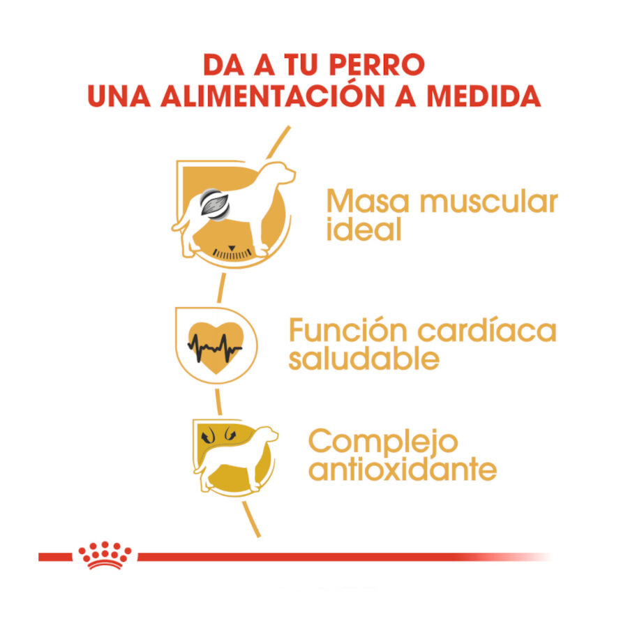 12 kg Royal Canin Adult Boxer pienso para perros, , large Imagen numero 6