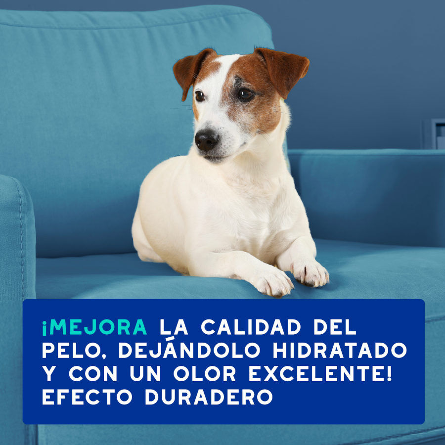 Ceva Douxo Spa Champ&uacute; Antiolor para perros, , large indicador imagen numero 6