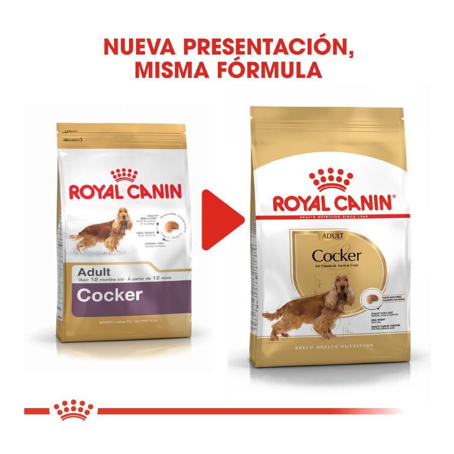 12 kg Royal Canin Adult Cocker pienso para perros, , large Imagen numero 3