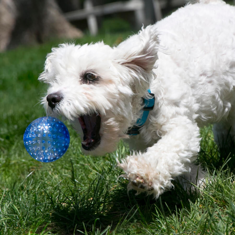 Kong Squeezz Geodz Pelota con Sonido para perros, , large indicador imagen numero 2