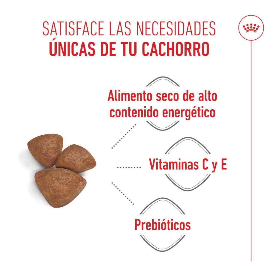 4 kg Royal Canin Starter MotheryBaby Mini pienso para perros, , large indicador imagen numero 4