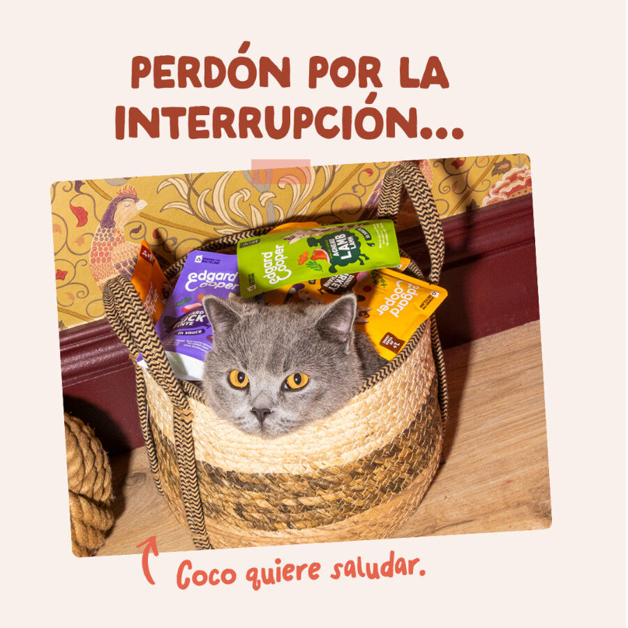85 g Edgard & Cooper Trucha y Pollo sobre en salsa para gatos, , large indicador imagen numero 8