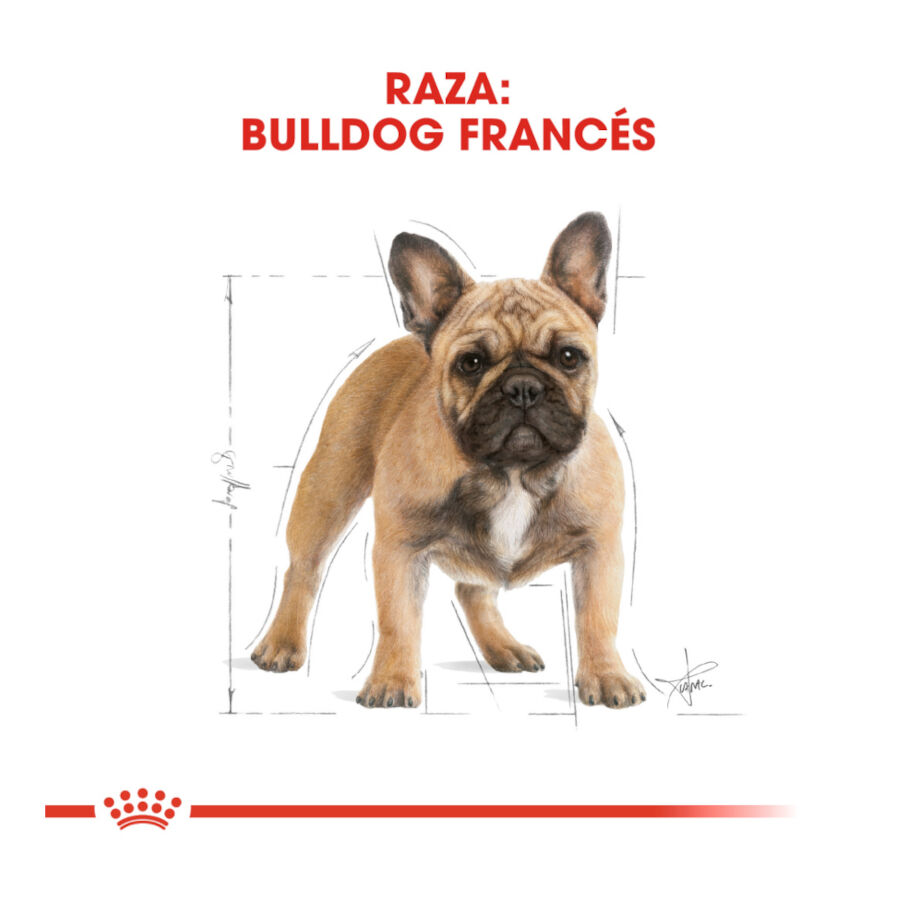 9 kg Royal Canin French Bulldog Adult pienso para perros, , large indicador imagen numero 4