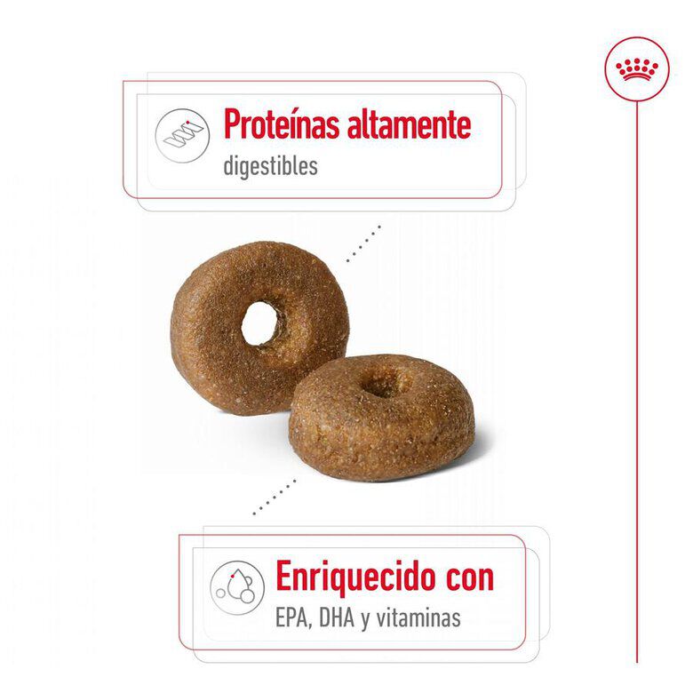 15 kg Royal Canin Maxi Ageing 8+ pienso para perros&nbsp;senior, , large indicador imagen numero 6