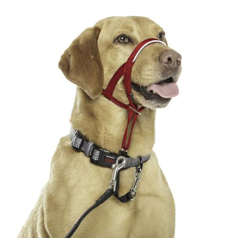 Halti collar antitirones con bozal rojo para perros, , large indicador imagen numero 2