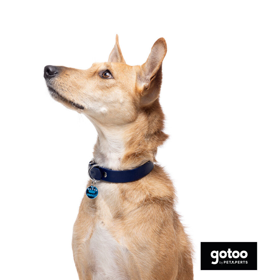 Gotoo Collar Biothane azul para perros, , large Imagen numero 1
