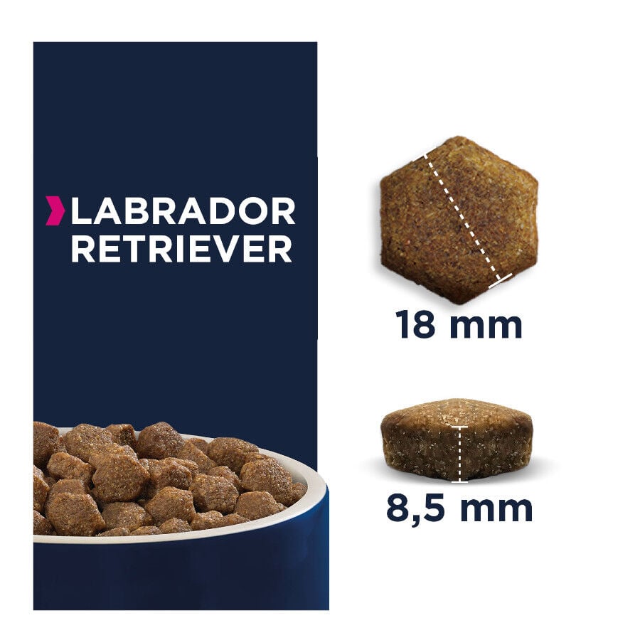 12 kg Eukanuba Adult Labrador Retriever pienso para perros, , large Imagen numero 2