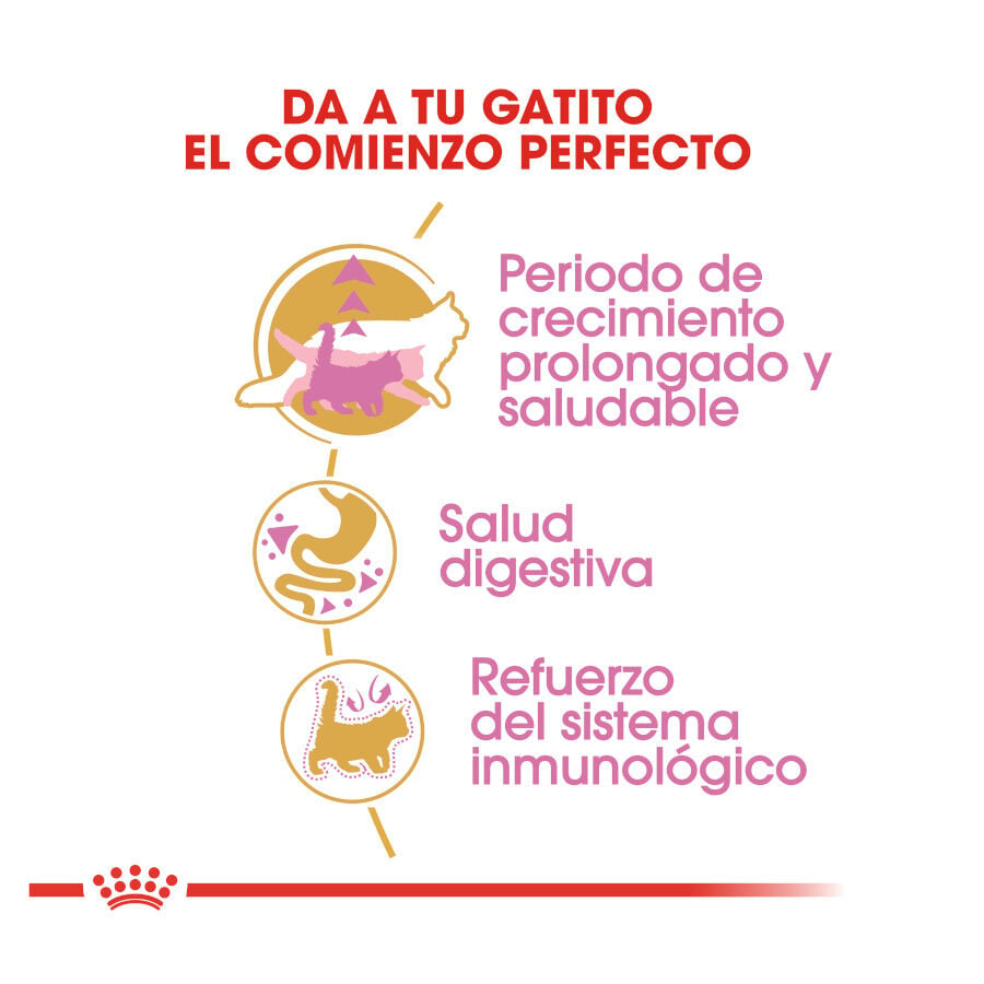 10 kg Royal Canin Kitten Maine Coon pienso para gatos, , large indicador imagen numero 7