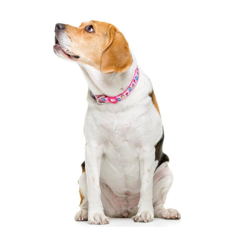 Dukier Collar Estampado Princesas para perros1 indicador imagen numero 2