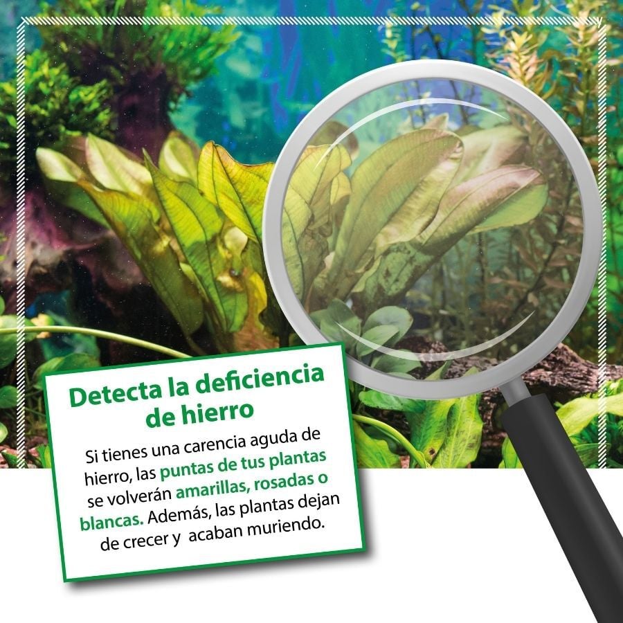 Arka Plants FE Fertilizante de Hierro para acuarios, , large Imagen numero 4