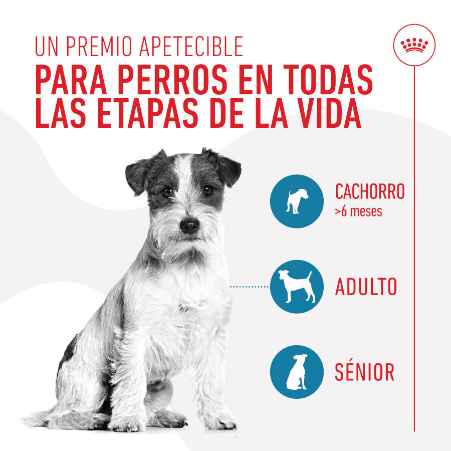 110 g Royal Canin Training Treats Snacks para perros, , large indicador imagen numero 6