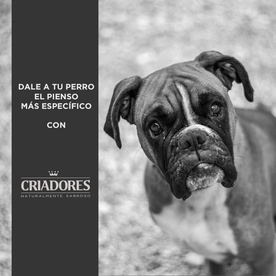 12 kg Criadores Adulto Grain Free Pavo pienso para perros de raza mediana y grande, , large indicador imagen numero 4