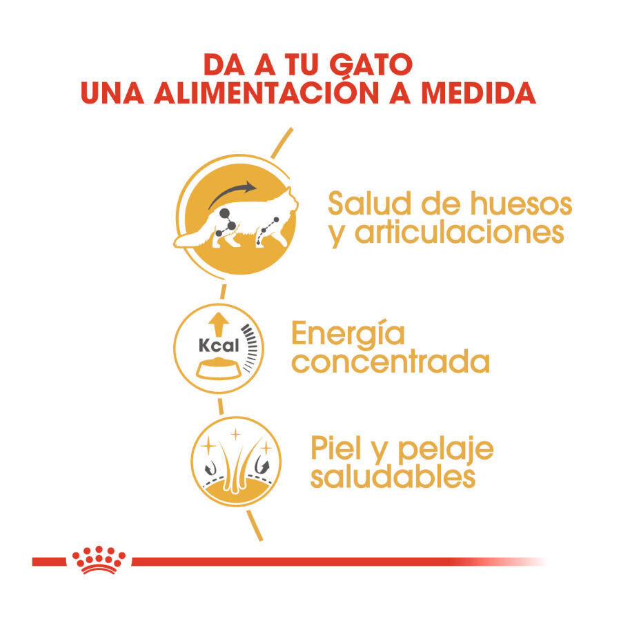 85 g Royal Canin Maine Coon sobres para gatos, , large Imagen numero 6
