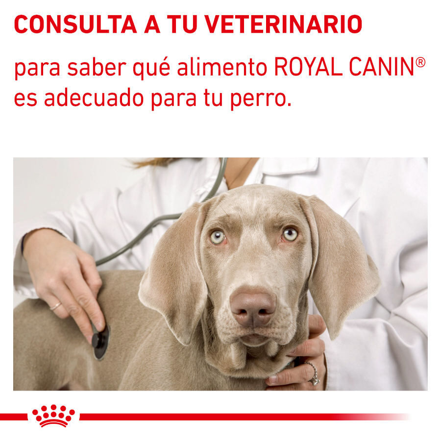 12 sobres x 100 g Royal Canin Expert Adult Sobre en Salsa para perros, , large indicador imagen numero 7