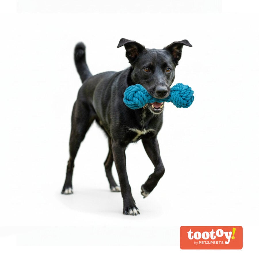 Tootoy! Hueso Mordedor de Cuerda Azul para perros, , large indicador imagen numero 8