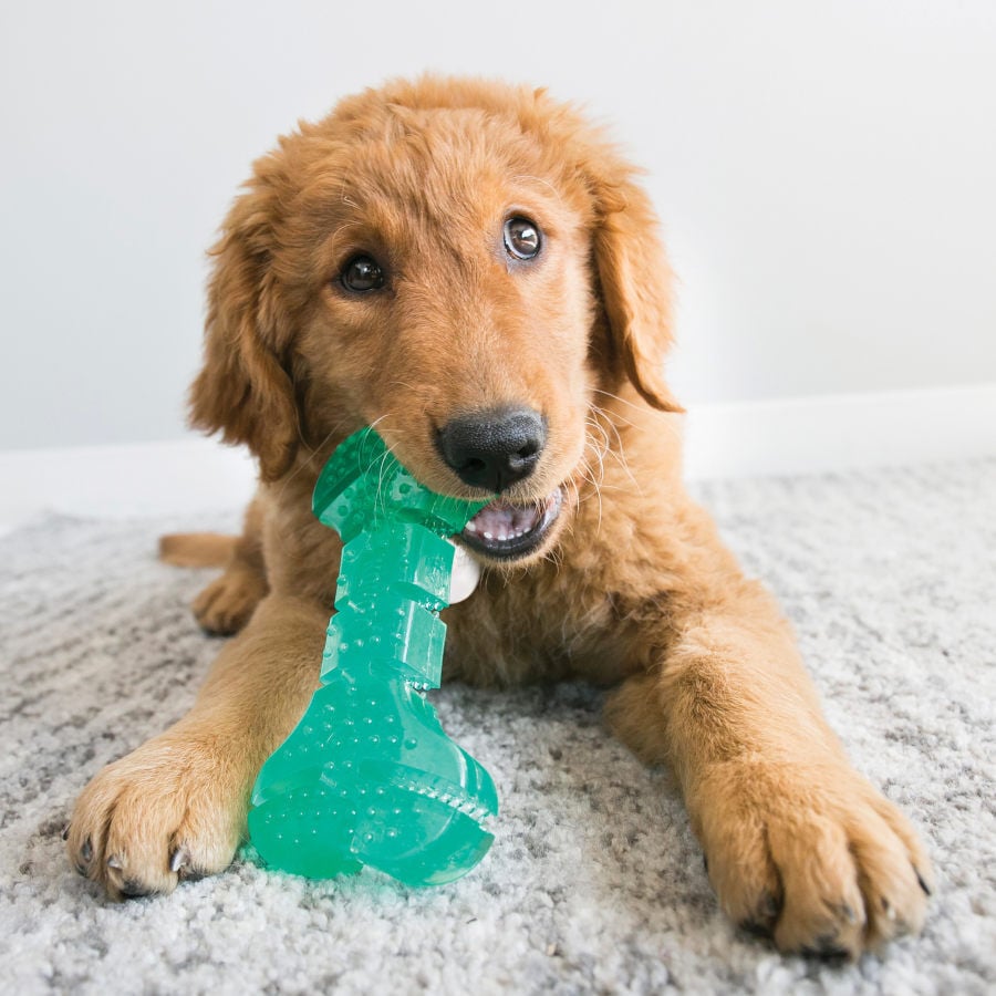 Kong Squeeze Dental Stick juguete para perros, , large Imagen numero 2