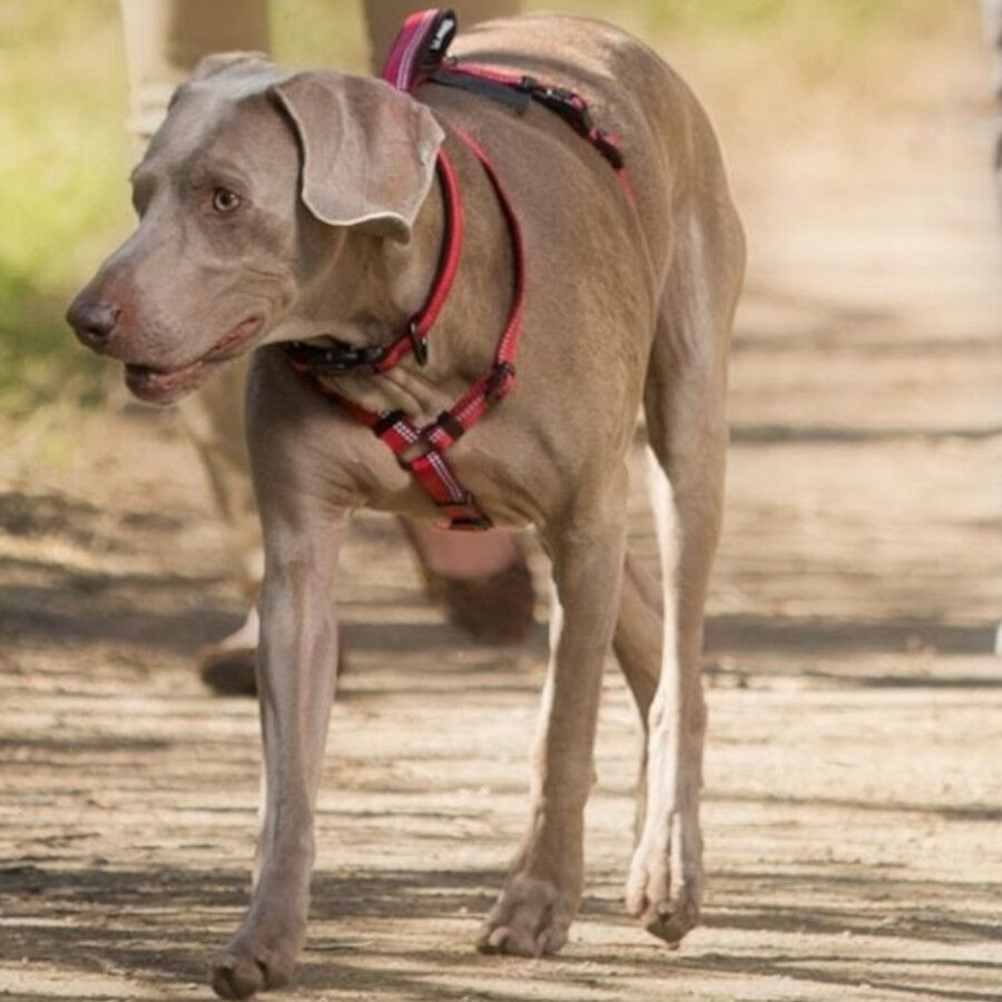 Halti arn&eacute;s de nylon ajustable rojo para perros, , large indicador imagen numero 2