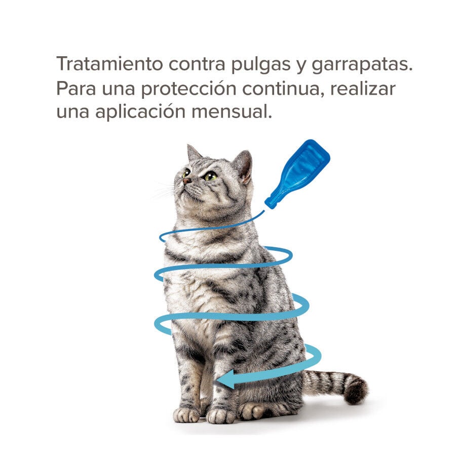 Beaphar Fiprotec Pipetas Antiparasitarias para gatos, , large indicador imagen numero 3