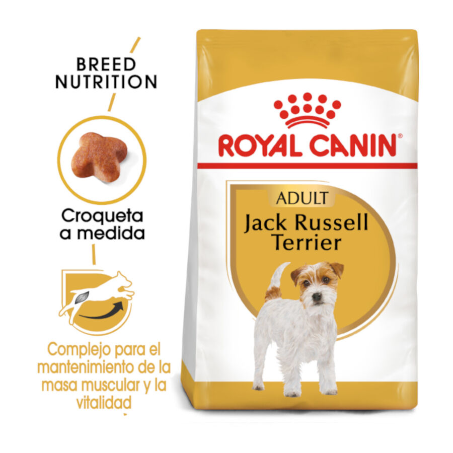 Royal Canin Adult Jack Russell Terrier pienso para perros