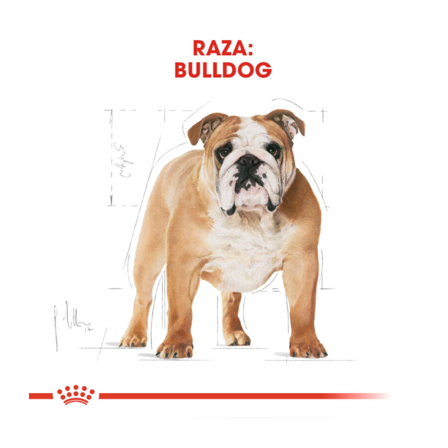 12 kg Royal Canin Adult Bulldog pienso para perros, , large indicador imagen numero 4