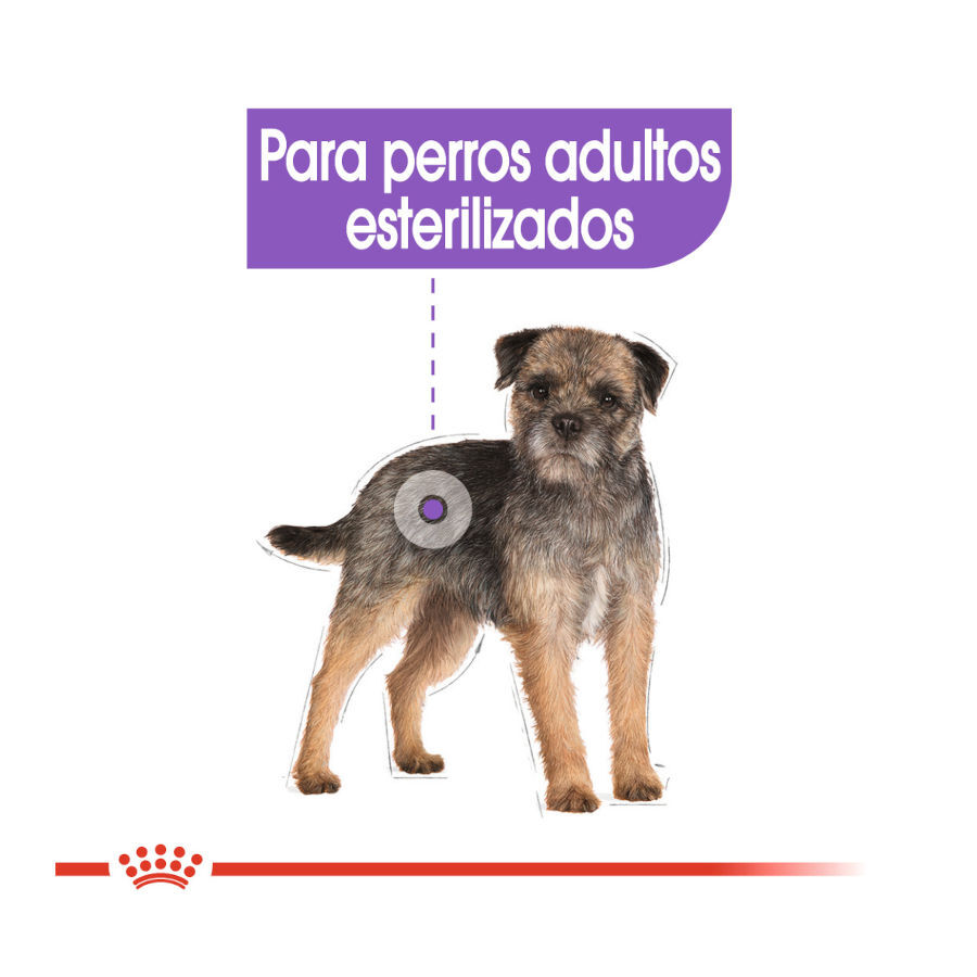 8 kg Royal Canin Sterilised Mini pienso para perros, , large indicador imagen numero 5