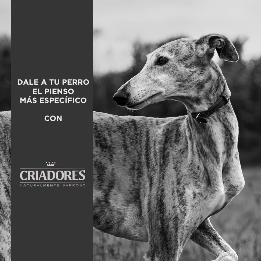 15 kg Criadores Adulto Pollo y Arroz pienso para perros de raza mediana, , large indicador imagen numero 5