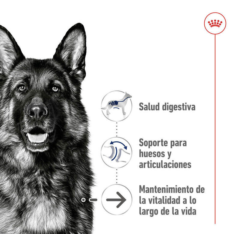 15 kg Royal Canin Maxi Ageing 8+ pienso para perros&nbsp;senior, , large indicador imagen numero 5