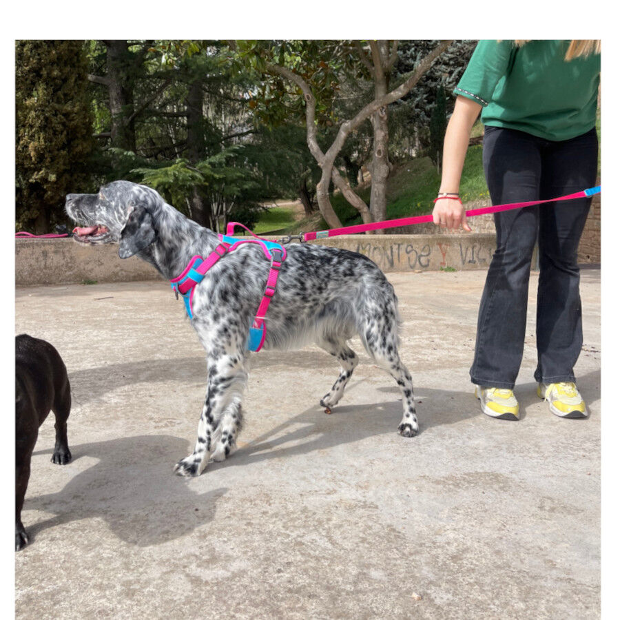Freedog Cool Pro Tech Correa Refrescante Fucsia para perros, , large indicador imagen numero 6