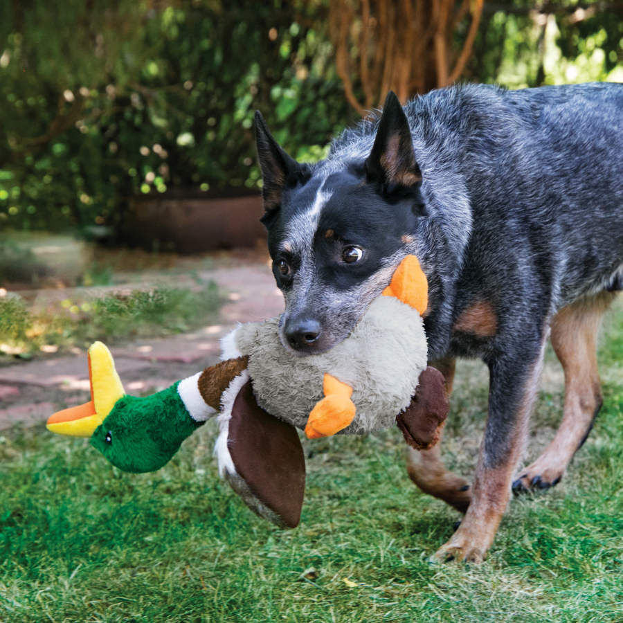 Kong Shakers Honkers Pato de peluche para perros, , large Imagen numero 2