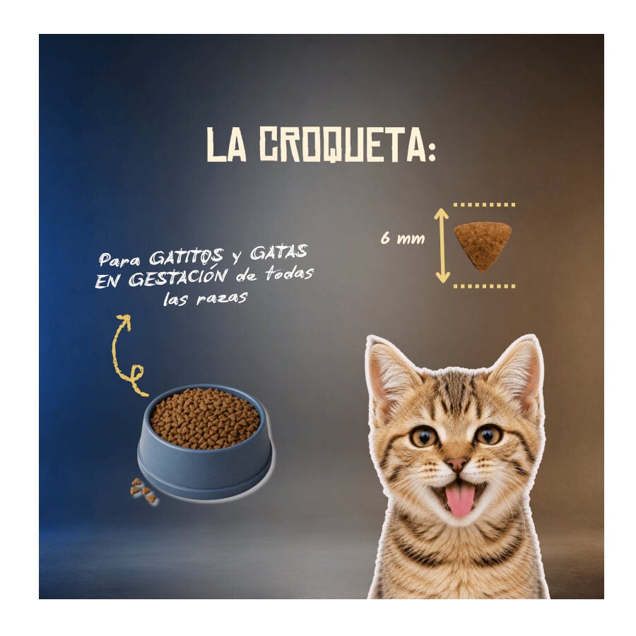 2 Kg Lenda Grain Free Conejo, Cerdo y At&uacute;n Kitten pienso para gatos, , large Imagen numero 6