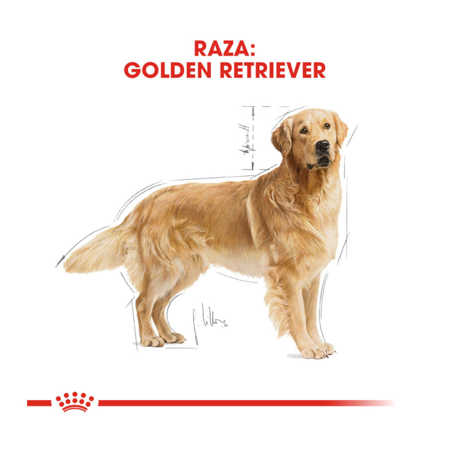12 kg Royal Canin Adult Golden Retriever pienso para perros, , large indicador imagen numero 4