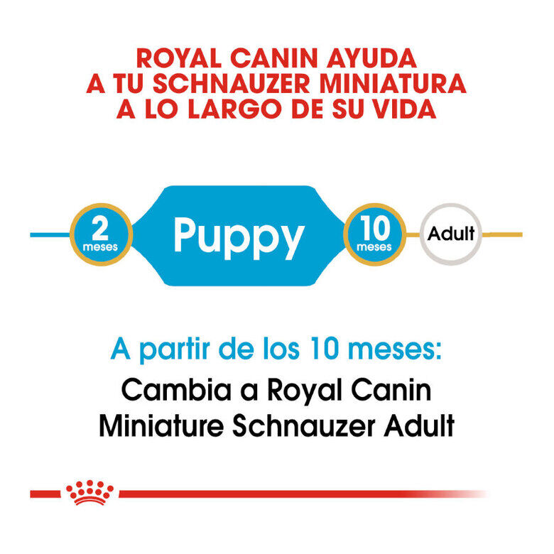 1.5 kg Royal Canin Puppy Miniature Schnauzer pienso para perros, , large indicador imagen numero 8
