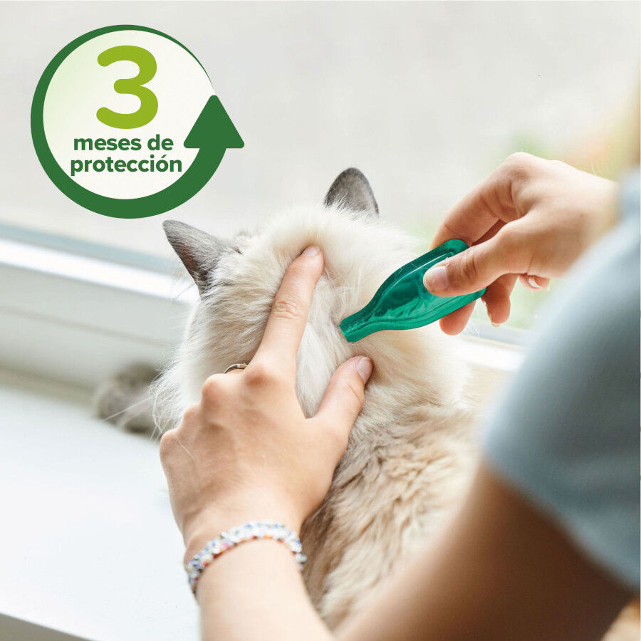 Beaphar Pipetas repelentes para gatos, , large indicador imagen numero 4