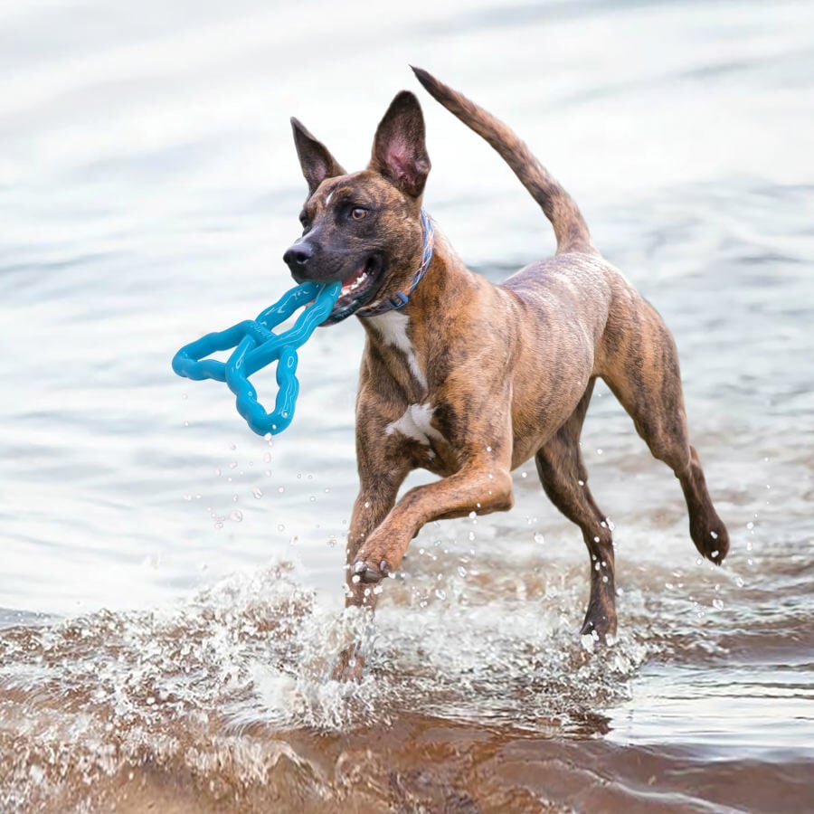 Kong Flyangle Juguete para perros, , large indicador imagen numero 3