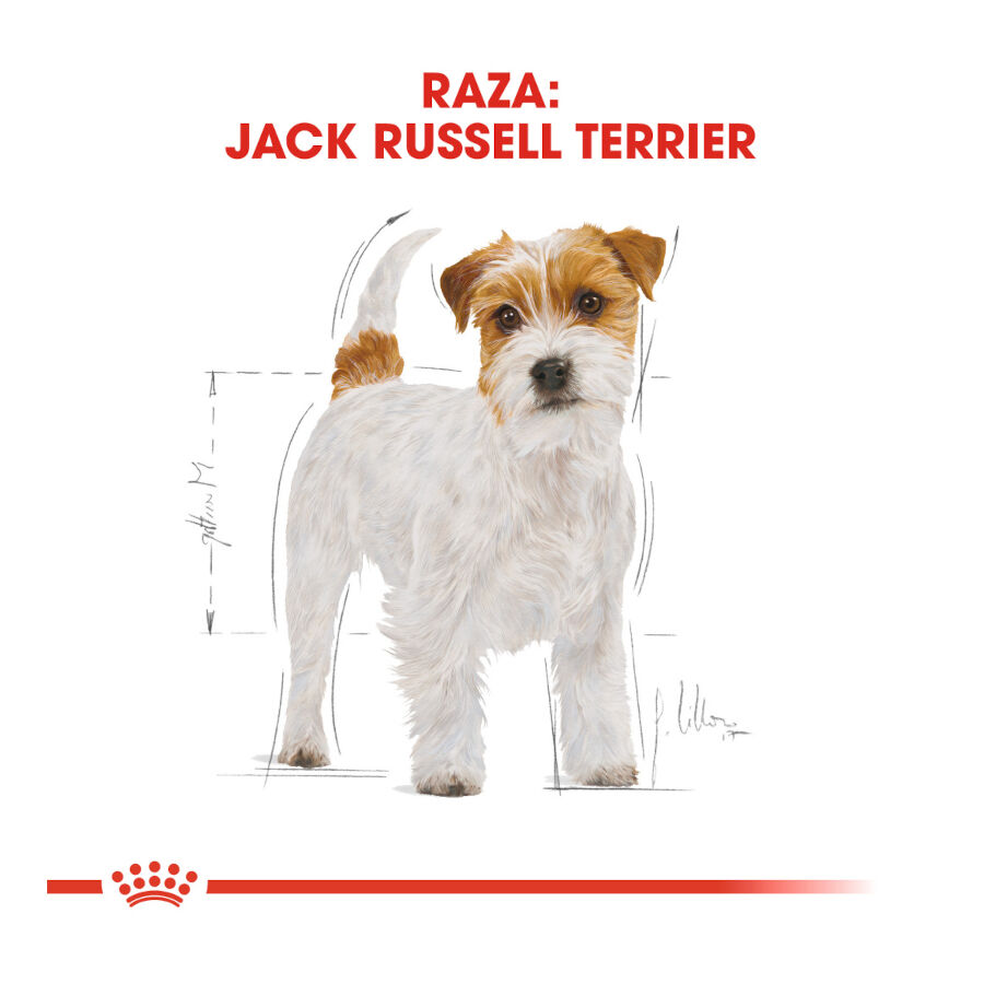 7.5 kg Royal Canin Adult Jack Russell Terrier pienso para perros, , large indicador imagen numero 4