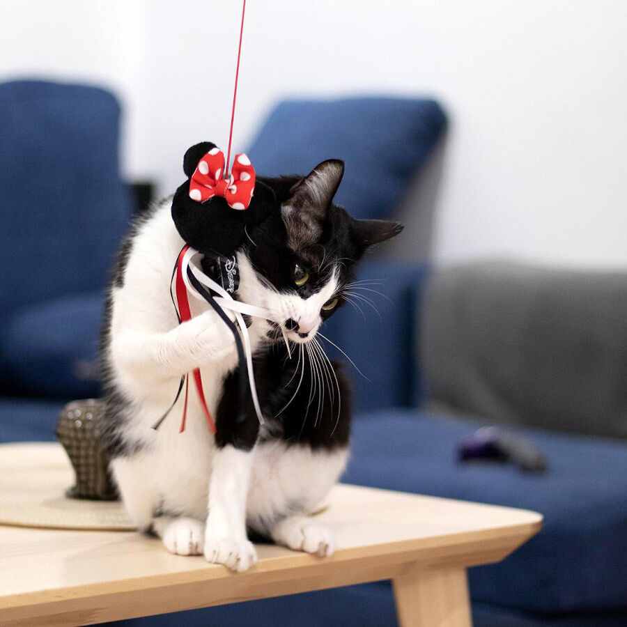 Disney Minnie Mouse ca&ntilde;a para gatos, , large indicador imagen numero 4