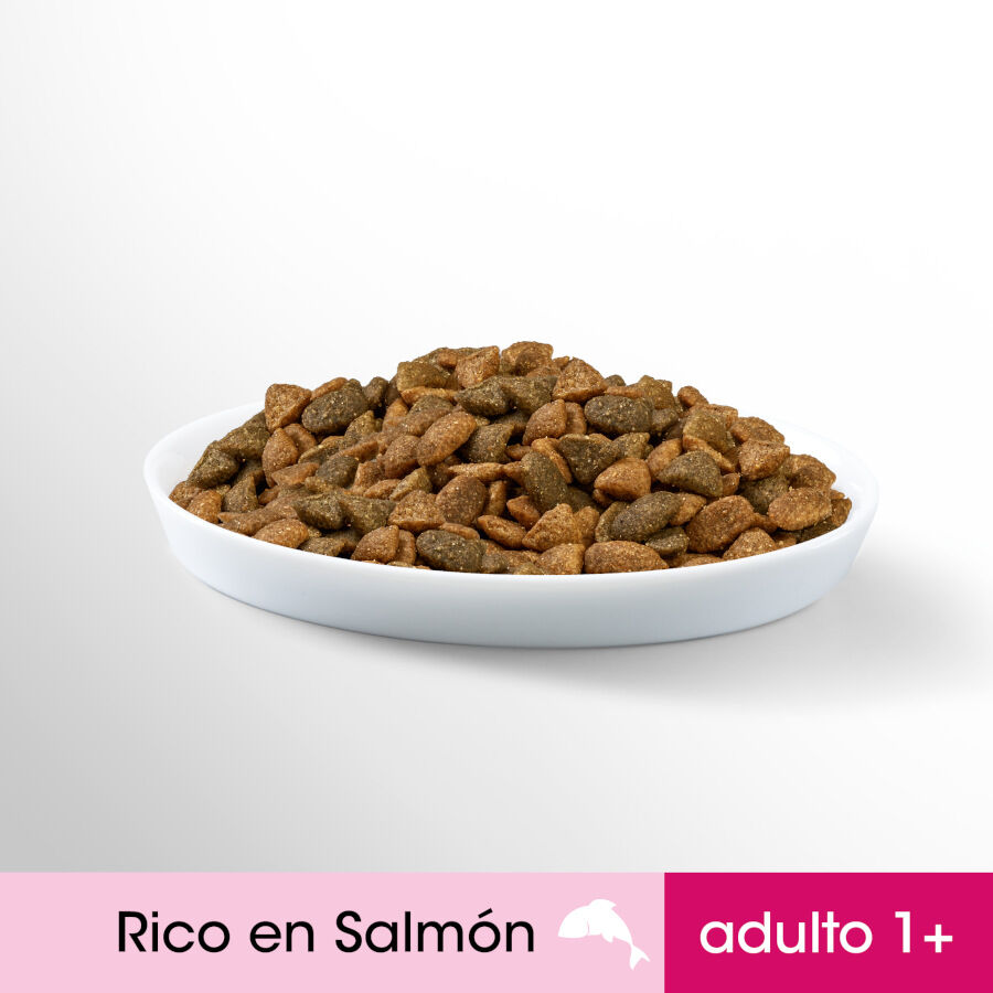1.4 kg Perfect Fit Adult 1+ Esterilizado Salm&oacute;n pienso para gatos, , large indicador imagen numero 3