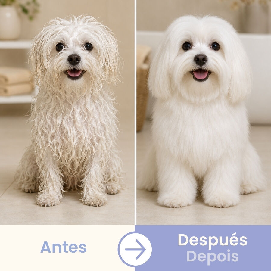 Bloob Champ&uacute; Realzador Mantos Blanco Mel&oacute;n para perros, , large indicador imagen numero 4