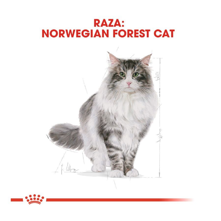 10 kg Royal Canin Adult Norwegian Forest pienso para gatos, , large indicador imagen numero 4