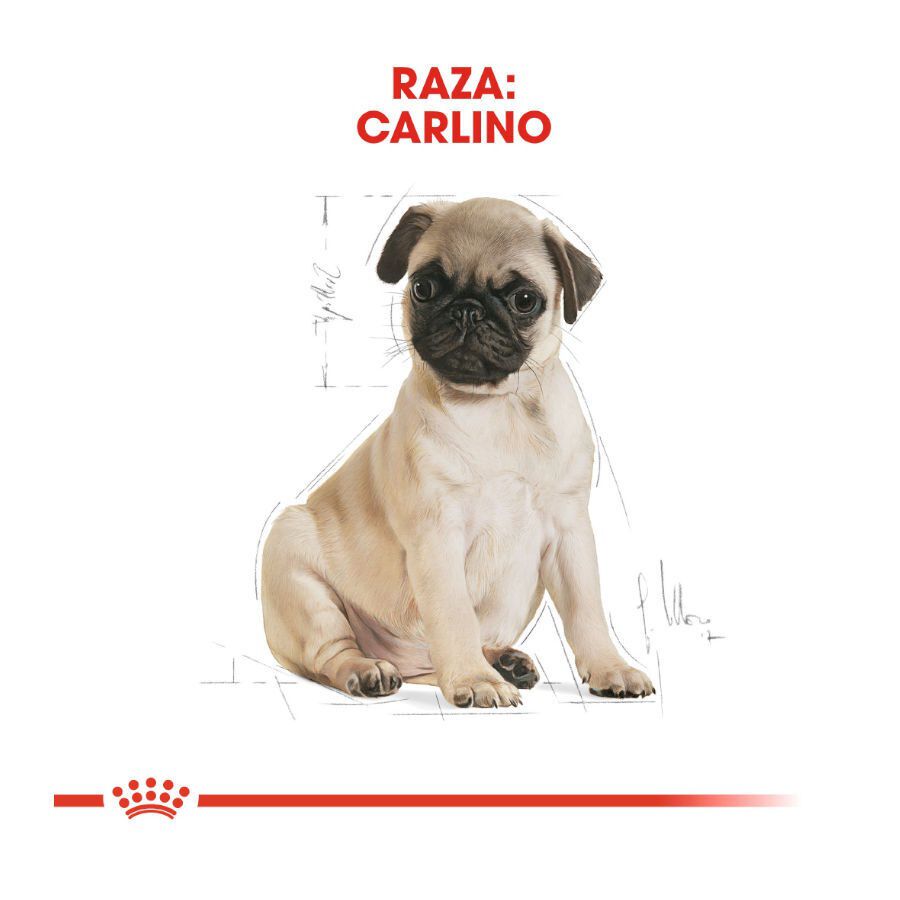 1.5 kg Royal Canin Puppy Pug pienso para perros, , large Imagen numero 4