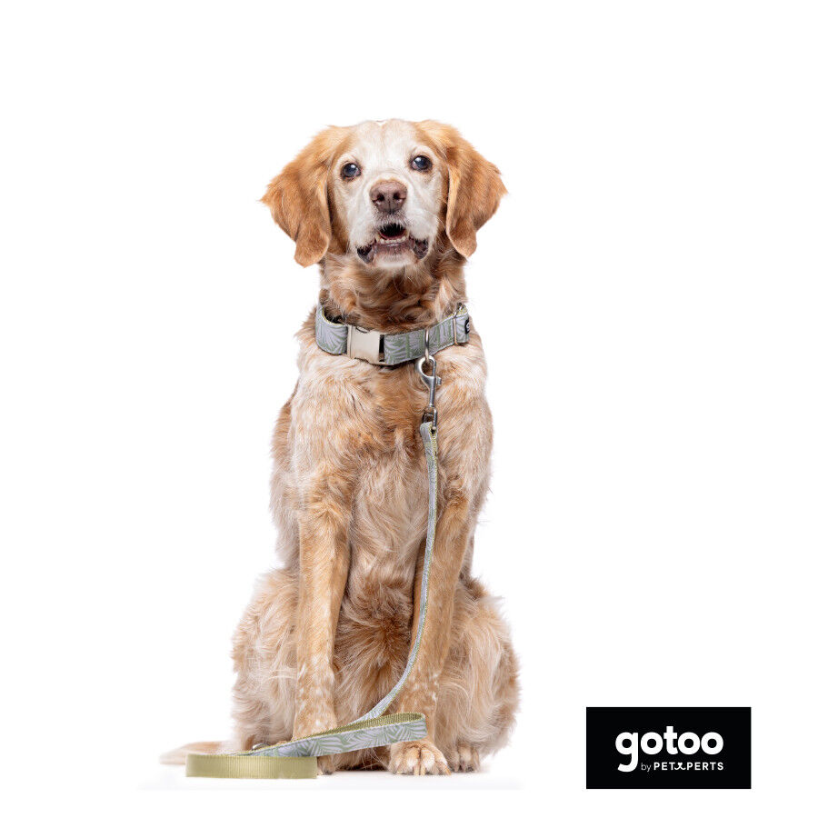 Correa estampada hojas para perros, , large Imagen numero 5