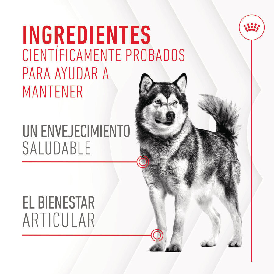 240 g Royal Canin Joint & Ageing Chews Suplemento Nutricional para perros senior, , large Imagen numero 8