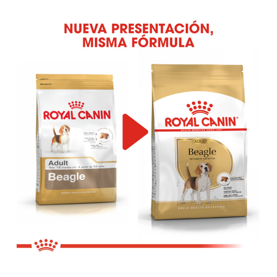 12 kg Royal Canin Adult Beagle pienso para perros, , large indicador imagen numero 3