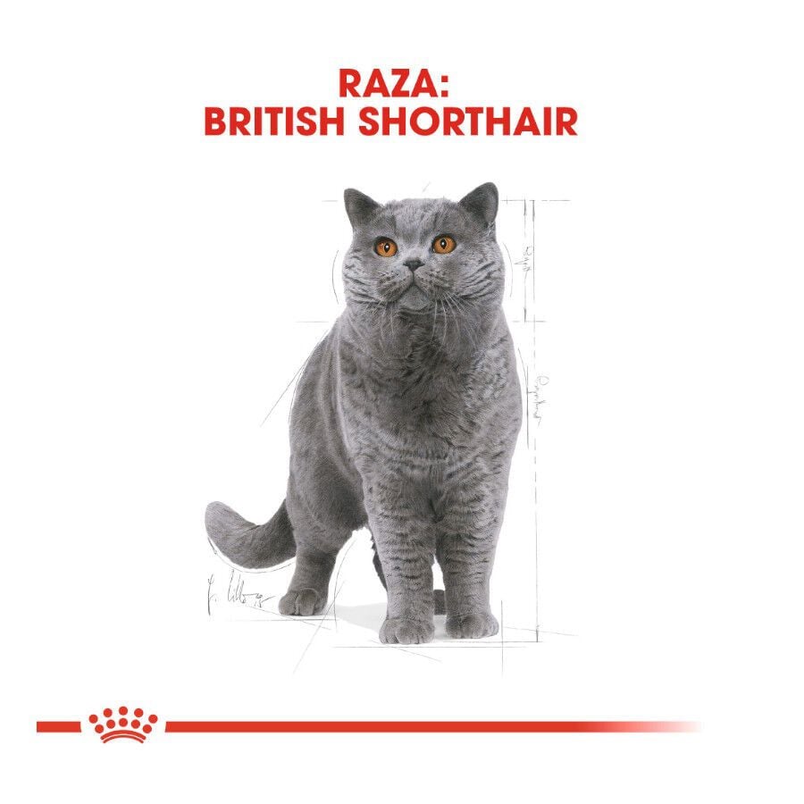 10 kg Royal Canin Adult British Shorthair pienso para gatos, , large indicador imagen numero 3