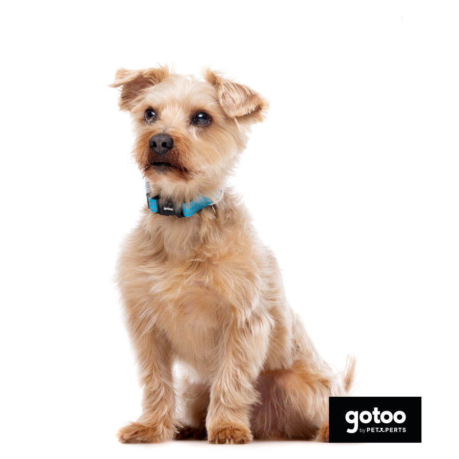 Gotoo collar de nylon reflectante azul para perros, , large indicador imagen numero 6