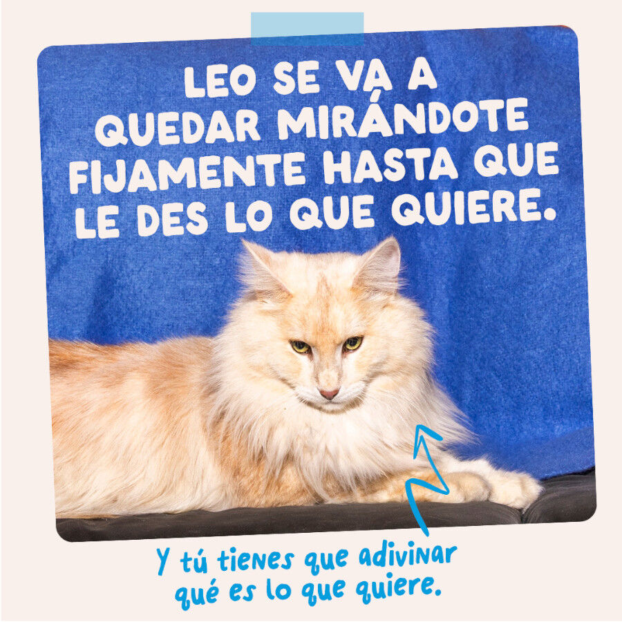 12 x 85 g Edgard & Cooper Selecci&oacute;n Captura del D&iacute;a sobre en salsa para gatos, , large Imagen numero 10