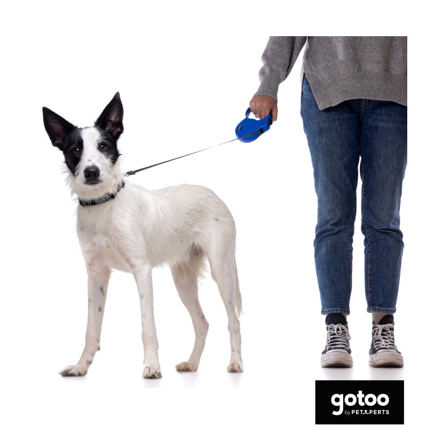Gotoo Correa extensible azul para perros