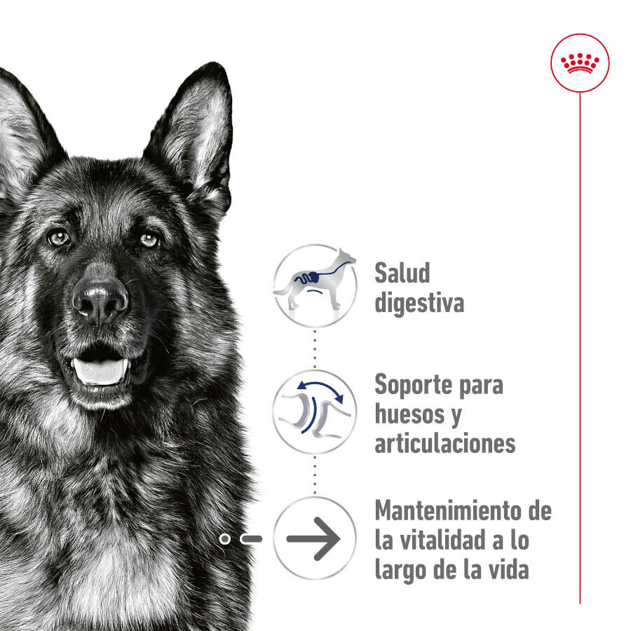410 g Royal Canin Maxi Ageing 5+ Pat&eacute; lata para perros&nbsp;senior, , large indicador imagen numero 4
