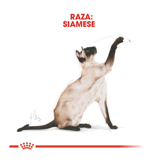 10 kg Royal Canin Adult Siamese pienso para gatos, , large Imagen numero 4
