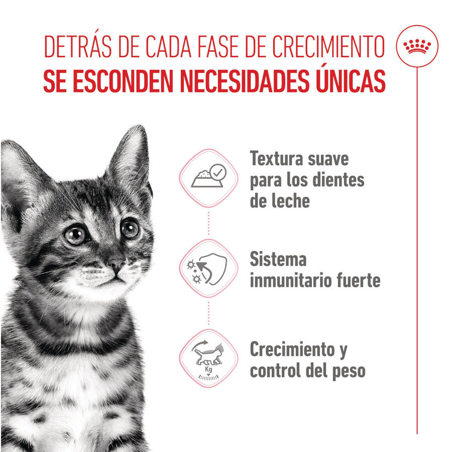 85 g Royal Canin Kitten Sterilised gelatina para gatos, , large indicador imagen numero 3